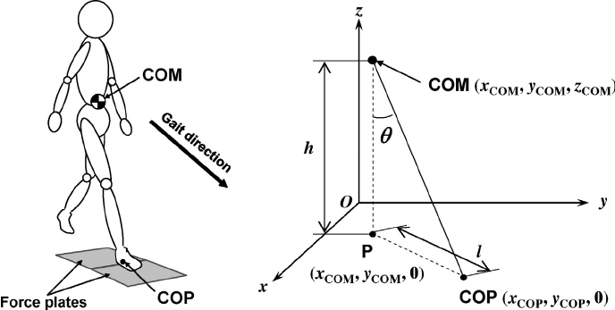 Fig-3-Coordinates-of-COM-COP-and-projection-of-COM-on-the-floor-u-COM-COP-angle-l